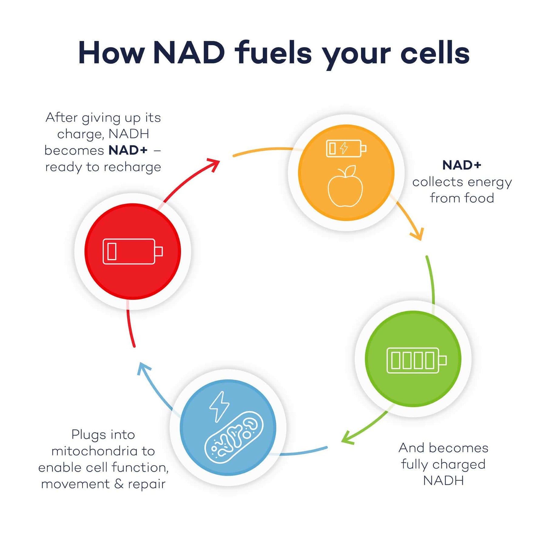 Infographic showing how NAD+ fuels cells: NAD+ collects energy from food, becomes NADH, supports mitochondrial function and cell repair, then returns to NAD+ ready to recharge.