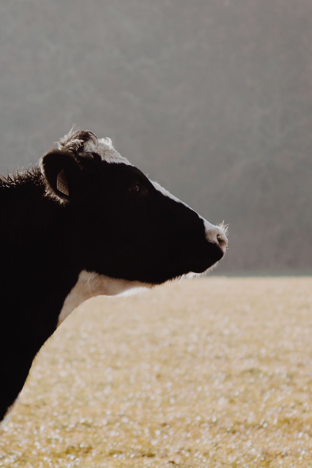 Bovine collagen source shown by an image of cow